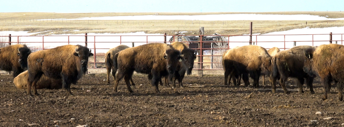 Fourteen Iconic Bison From ‘Pablo Allard’ Historic Herd Brought To ...